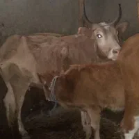 گاو گوساله لیشه گوساله ماده|حیوانات مزرعه|صومعه‌سرا, |دیوار