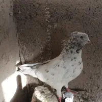 سار کاکلی نر
