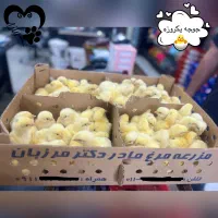 تولید کننده جوجه گوشتی یکروزه هستیم