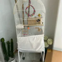 طوطی برزیلی بالغ|پرنده|شهریار, شهریار|دیوار