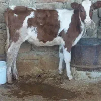 گاو و گوساله هلشتاین|حیوانات مزرعه|مسجد سلیمان, |دیوار