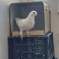 کبوتر  سفید موشی سینه فر