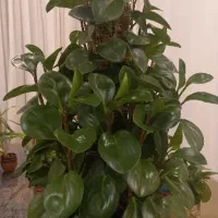 گل قاشقی بسیار خاص