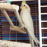 عروس هلندی لوتینو چهار ماهه