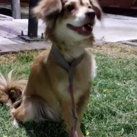 واگذاری به خانواده حیوان دوست