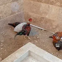مرغ و خروس لاری