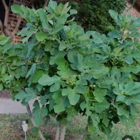 ملک صدتا درخت انجیر که جای 250 گوده انجیر داره