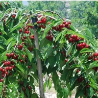 آلبالو چتری انتخابی خوش‌بار برای باغ‌های میوه