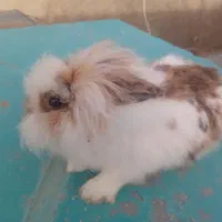 خرگوش  لوپ|موش و خرگوش|تربت جام, شهرک آزادگان|دیوار