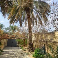 بریدن درخت ونخل|خدمات باغبانی و درختکاری|خرمشهر, |دیوار