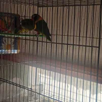 کوتوله یقه زرد