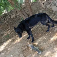 سگهای باهوش|سگ|مسجد سلیمان, |دیوار