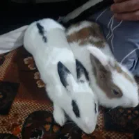 خرگوش