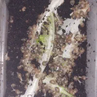 ۲۶۵ تا حلزون دونه ای ۶۰۰۰تومن