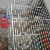 یک جفت عروس مولد با جوجه فوری|پرنده|دامغان, |دیوار