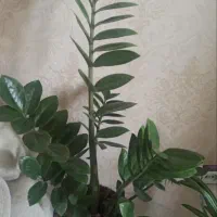 هیومیک اسید