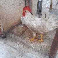 خروس و مرغ