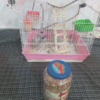 عروس هلندی|پرنده|پاکدشت, حصار امیر|دیوار