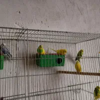 مرغ عشق