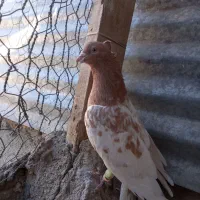 کله زرد نر مست