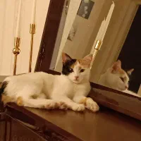 واگذاری رایگان|گربه|اراک, |دیوار