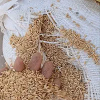 خرده گندم،سبوس
