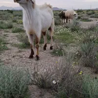 نری نژاد دار