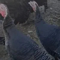 بوقلمون نر وماده