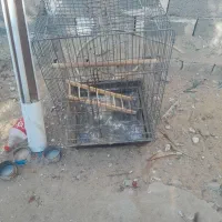 یک تور بزرگ