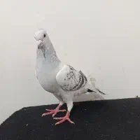 مینا شامی|پرنده|تربت‌حیدریه, حسنی بالا|دیوار