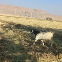 بز و چپش|حیوانات مزرعه|سیلاخور, |دیوار