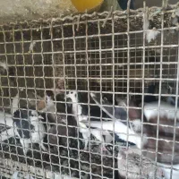 کبوتر ساده