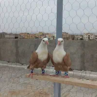 جوجه دانخور زرد کله سفید