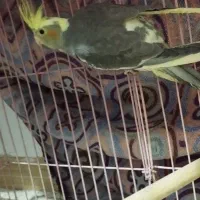 عروس هلندی|پرنده|محمدیه-قزوین, |دیوار