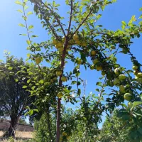 باغ|خدمات باغبانی و درختکاری|یاسوج, |دیوار