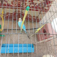 حیوان مزرعه مرغ عشق