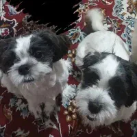 واگذاری فقط خانواده