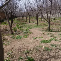 درخت سیب سبز و قرمز