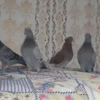 چهار تا نر پرشی|پرنده|کرباسک, |دیوار