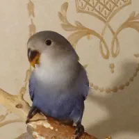 جوجه طوطی برزیلی