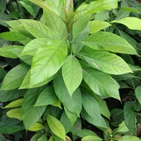 نهال آواکادوو