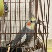 عروس هلندی نر