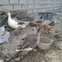 پرنده|حیوانات مزرعه|اهواز, ۲۴ متری|دیوار