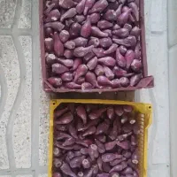 فروش انجیر هندی