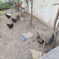 ۵ تا مرغ تخم کن و یک خروس