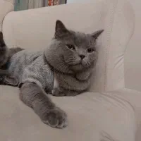 گربه نر بریتیش اسکاتیش