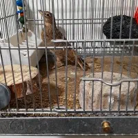 سره جوجی امسال