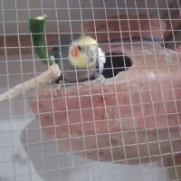 جفت عروس هلندی بالغ