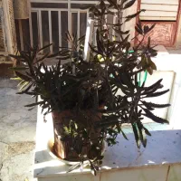 گلهای آپرتمانی|گل و گیاه طبیعی|یزد, |دیوار