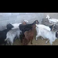 8عددبز دونه 13